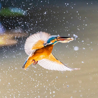 野鳥集