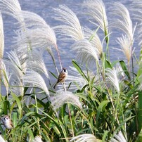 PANASONIC(パナソニック)のデジタルカメラLUMIX DMC-FZ18 で撮影した