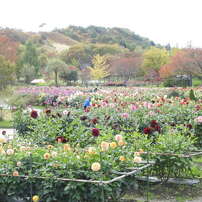 211029　川西ダリヤ園ー１
