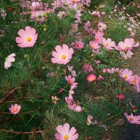 CANON(キヤノン)のデジタルカメラDemi EE17 で撮影した写真(画像)一覧