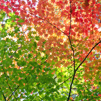 秋の里山で11(紅葉2）