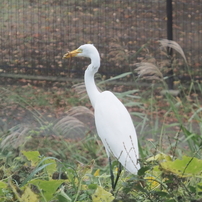 引地川のダイサギ