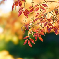 SONY(ソニー)のレンズ 135mm F2.8 [T4.5] STF SAL135F28 で撮影した