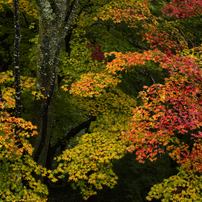 長谷寺　紅葉 2021