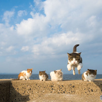セブンニャンズ