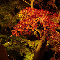 SIGMA(シグマ)のレンズ 28mm F1.8 EX DG ASPHERICAL MACRO