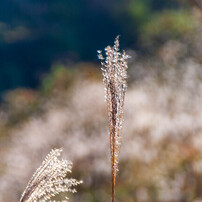 TAMRON(タムロン)のレンズ AF 28-300mm F3.5-6.3 XR Di LD