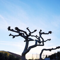 [写真多数作例あり] SIGMA 24-35mm F2 DG HSM Art SIGMA 24-35mm F2 DG HSM Art ／ 奈良橿原 藤原宮跡の蓮 2015 - お写ん歩