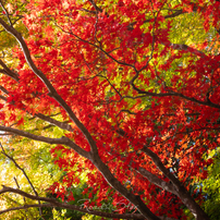 阿夫利神社の紅葉