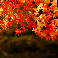 SONY(ソニー)のレンズ 135mm F2.8 [T4.5] STF SAL135F28 で撮影した