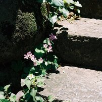 VOIGTLANDER(フォクトレンダー)のフィルムカメラBessa-R2M で撮影した