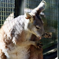 動物写真-31