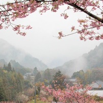 2011年　河津桜