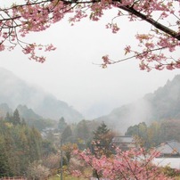 2011年　河津桜-09