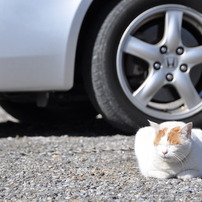 風の強い寒い日に、なぜか駐車場のド真ん中で日向ぼっこする猫