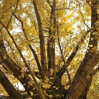 autumn for tokyoites 2021
