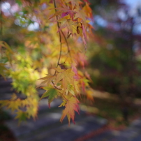 SIGMA(シグマ)のレンズ 24mm F1.8 EX DG ASPHERICAL MACRO