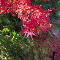 SIGMA 24mm F1.8 EX DG MACRO ペンタックス 機材レビュー】PENTAX K-1に『SIGMA 24mm F1.8 EX DG ASP』は