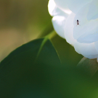 冬の花２