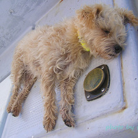 OLYMPUS(オリンパス)のデジタルカメラCAMEDIA C-740 Ultra Zoom で撮影