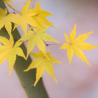 '21 まだまだ紅葉です！