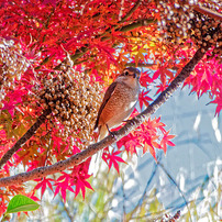 美品】Panasonic LUMIX DC-TZ90／パナソニック 作例アリ PANASONIC