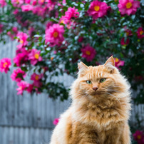 赤い花。冬の花。