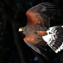 動物園の鳥たちー20