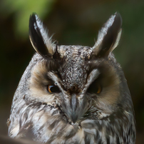Bird photo*5