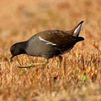 DSC00479_DxO