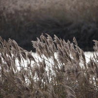 Earth Tone