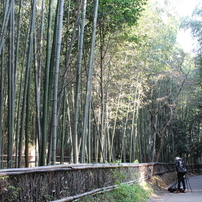 嵐山竹林