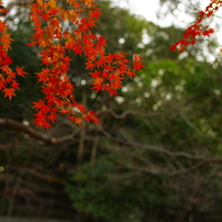 SIGMA(シグマ)のレンズ 50mm F1.4 EX DG HSM (ﾍﾟﾝﾀｯｸｽ用) で撮影した