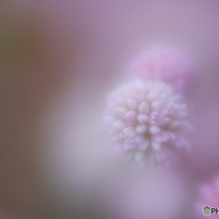 LENSBABY(レンズベビー)のレンズ Velvet 85 [ペンタックス用] で撮影