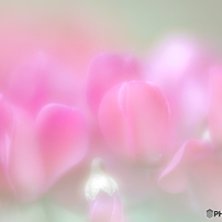 LENSBABY(レンズベビー)のレンズ Velvet 85 [ペンタックス用] で撮影