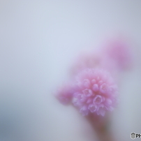 LENSBABY(レンズベビー)のレンズ Velvet 85 [ペンタックス用] で撮影