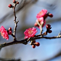 早咲き梅が咲始めました：八重寒紅