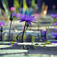 花・果実-18：庭園・公園・野山