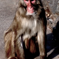 羽村動物公園