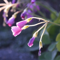 その他 COSINA 28-210F4.2-6.5AF IF ASL/P B COSINA(コシナ)のレンズ 28-210mm F4.2-6.5 AF Inner Focus