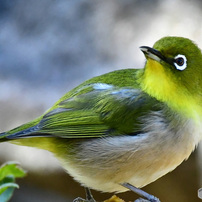 野山の鳥  22-070  メジ君