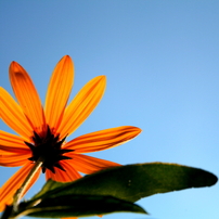 庭の花