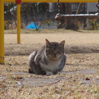 OLYMPUS(オリンパス)のデジタルカメラu1020,S1020 で撮影した写真(画像