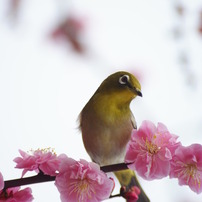 春がもうそこまで