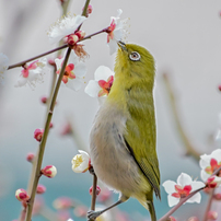 「梅とメジロ」