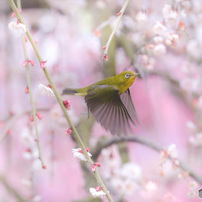 ✨柔らかい写真に✨Canon EF 100-300mm F5.6 作例有り CANON EF100-300mm F5.6Lで撮影された写真 - 価格.com