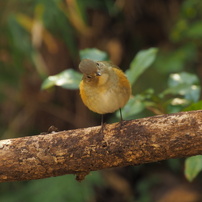 野鳥との出逢い