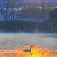 白鳥の写真 画像 写真集 写真共有サイト Photohito