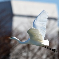 冬空に駆ける