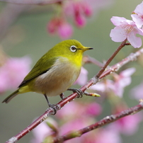 メジロの写真 画像 写真集 写真共有サイト Photohito